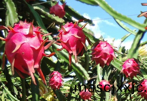 火(huo)龍菓(guo)冷(leng)庫(ku)貯藏溫(wen)度